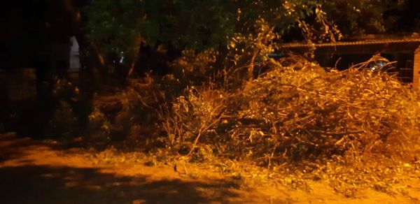 Ramas secas peligrosas, pero no hay respuesta de la Municipalidad » San Lorenzo PY