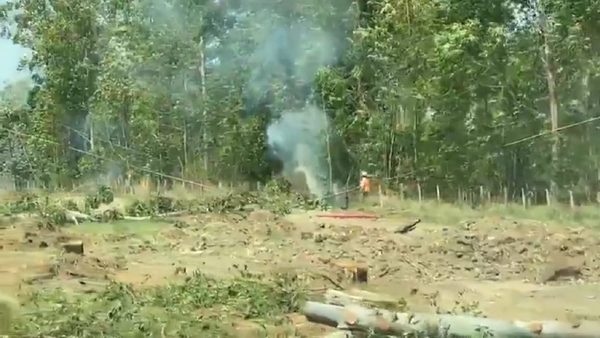Premian a empresa que taló árboles y generó incendios