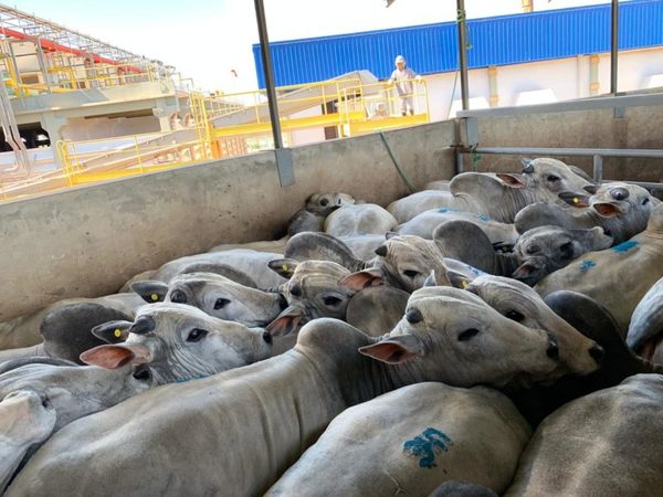 Ganado gordo a frigorífico cierra la semana con “mercado firme” y “precios al alza”