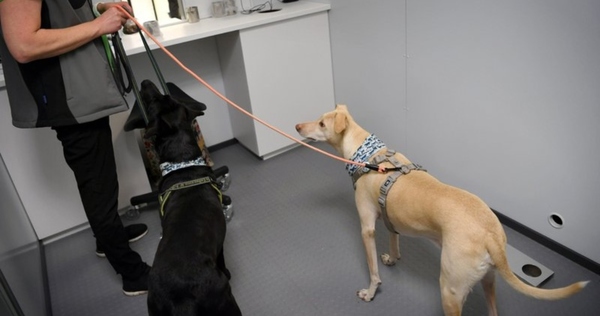 Rusia adiestra a 15 perros para detectar el coronavirus en aeropuertos » Ñanduti