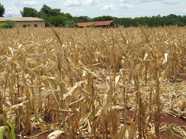 Gobierno debe establecer medidas para mitigar efectos de la sequía