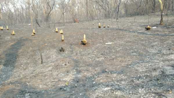 El fuego consumió el 90% de la vegetación del Cerro Kõi » Ñanduti