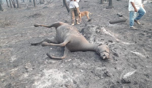 Hombre de 82 años intentó escapar de incendio sobre su caballo y el fuego los devoró