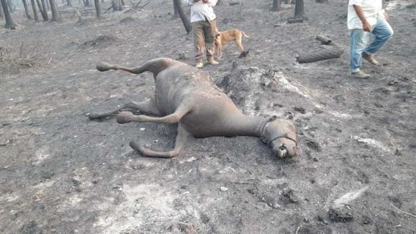 Anciano y su caballo mueren calcinados tras intentar escapar de incendio - Noticiero Paraguay