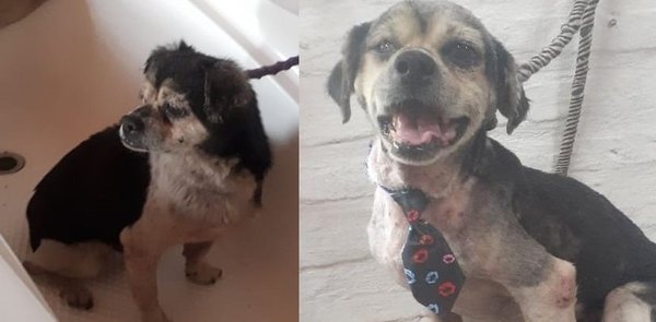 Crónica / Volái adopta a “Rompe” un perro que visitaba siempre la comisaria
