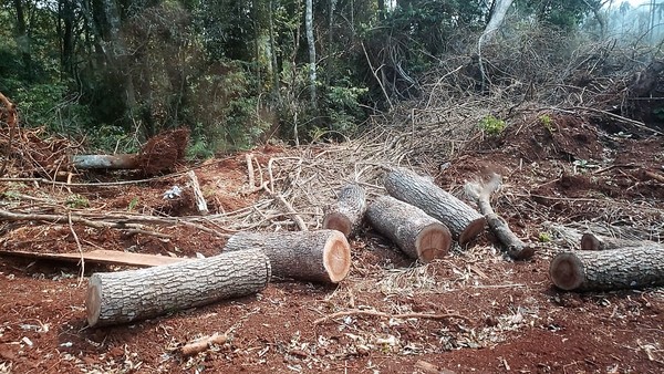 Detectan DEFORESTACIÓN en la zona de Minga Guazú