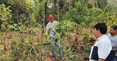 La Nación / Productores de yerba orgánica apuntan a más mercados