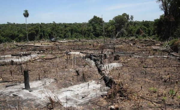 HOY / Chau a temperaturas de antes: “Ya deforestamos demasiado”