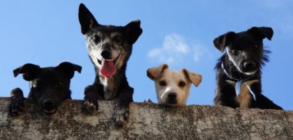 Masiva campaña en Chile pide incluir a los animales en eventual Constitución » Ñanduti