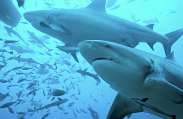La vacuna contra el Covid-19 podría acabar con medio millón de tiburones - SNT