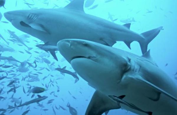 La vacuna contra el Covid-19 podría acabar con medio millón de tiburones - C9N