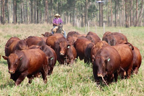 Pa´í Kuará ofrece toros Bonsmara, una genética con evaluación mundial