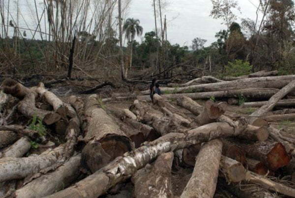 Chau a temperaturas de antes: “Ya deforestamos demasiado” - Noticiero Paraguay