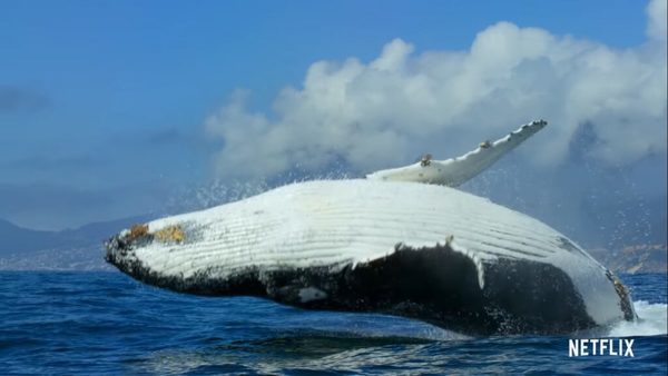 «Our planet», la impactante serie de Neflix sobre el cambio climático | OnLivePy