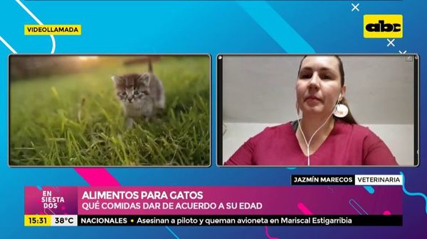 Cómo alimentar a nuestros gatos - Ensiestados - ABC Color