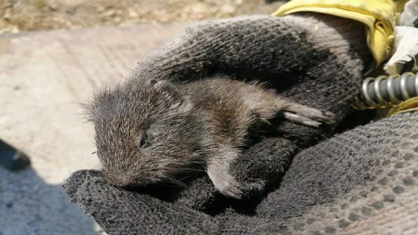 Entre el calor y las llamas: Los animales nos necesitan