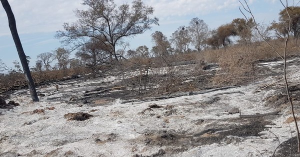 La Nación / Alto Paraguay: Fiscalía imputa a propietario de establecimiento por Delitos contra el Medio Ambiente