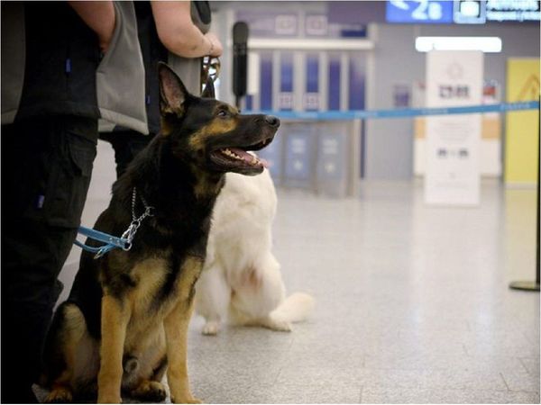 Rusia adiestra a 15 perros para detectar el coronavirus en aeropuertos