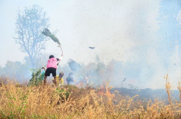 Incendios ponen en riesgo a la producción agroganadera y el acceso a los mercados internacionales - MarketData