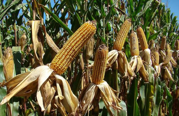 Producción de granos se ve paralizada por la falta de lluvias - Nacionales - ABC Color