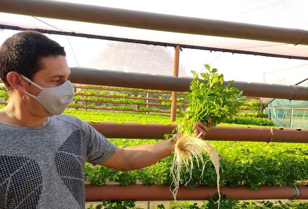 Huerta hidropónica más grande del país se suma a oferta turística de Cordillera