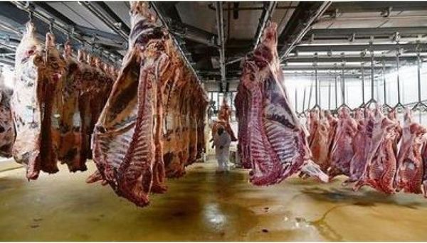 Noticia alentadora: FrigoNorte comienza a faenar el martes