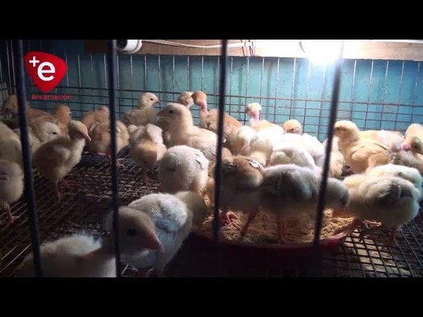 LA CRÍA DE AVES DE CORRAL, UN PROYECTO EFECTIVO