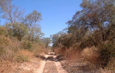 Alto Paraguay: Imputan a dueño de una finca por Delitos contra el Medio Ambiente » Ñanduti