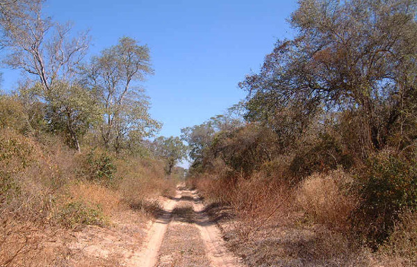 Alto Paraguay: Imputan a dueño de una finca por Delitos contra el Medio Ambiente » Ñanduti