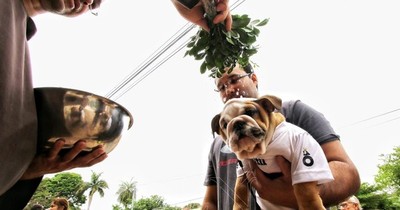 La Nación / Auto misas y la tradicional bendición de mascotas en honor a San Francisco de Asís