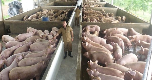La Nación / Exportaciones de carne y menudencia porcina cayeron 8,3% hasta setiembre