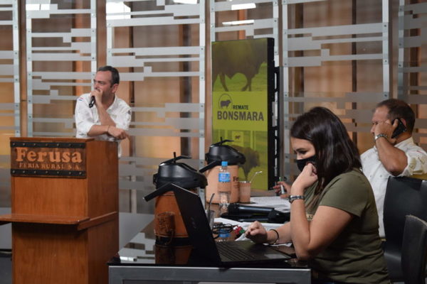 Bonsmara de Bella Alianza con ventas totales y un precio máximo de Gs. 27,8 millones