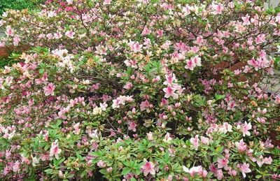 Tips para las azaleas - ABC Revista - ABC Color