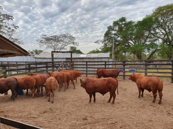 Mañana lunes, El Álamo realiza charla técnica y exposición de toros Senepol de la Central de Pruebas