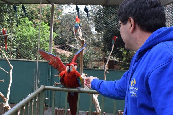 Gua’as ya invitaron a volar libres a tucanes en Luque - Nacionales - ABC Color