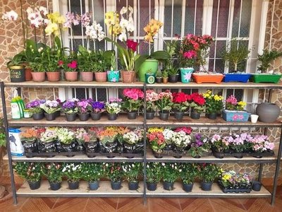 Crónica / Vendía tunitas para pagar su tesis y ahora ya tiene su propio vivero