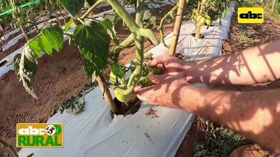 Abc Rural: Crecimiento de tomate, dentro y fuera de invernadero - ABC Rural - ABC Color