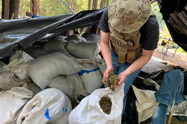 En Concepción la SENAD anuló 2,7 Toneladas de marihuana