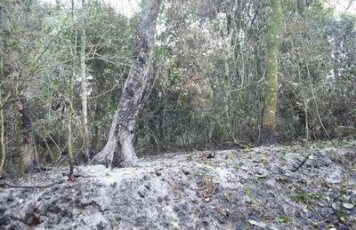 Más de 3.000 hectáreas afectadas en  zona de la reserva San Rafael, Itapúa - Nacionales - ABC Color