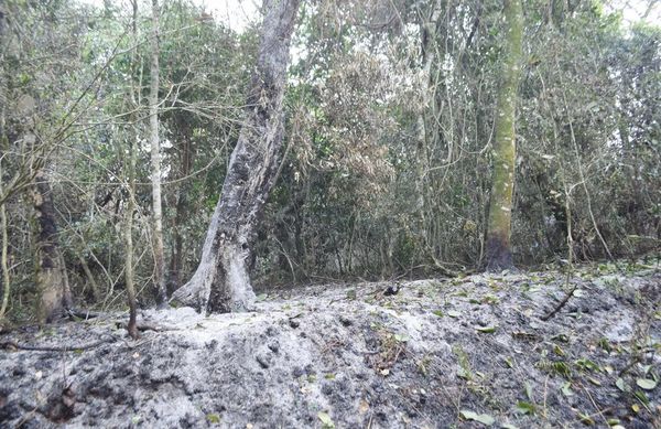 Más de 3.000 hectáreas afectadas en  zona de la reserva San Rafael, Itapúa - Nacionales - ABC Color