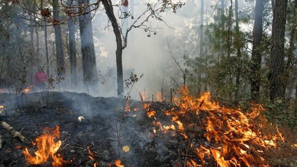 Incendios causan serios daños en la producción agropecuaria