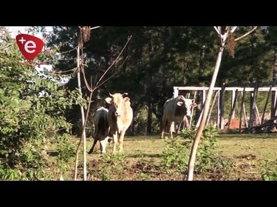 SUMAN CASOS DE ABIGEATO EN ITAPÚA