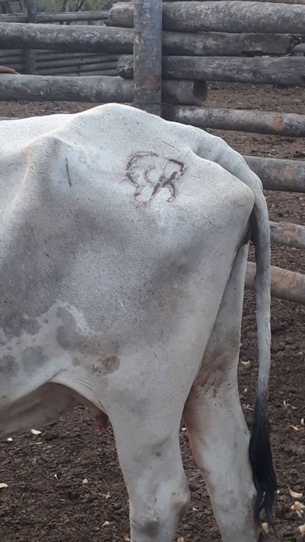 Detienen a otro supuesto involucrado en abigeato en Fuerte Olimpo - Nacionales - ABC Color