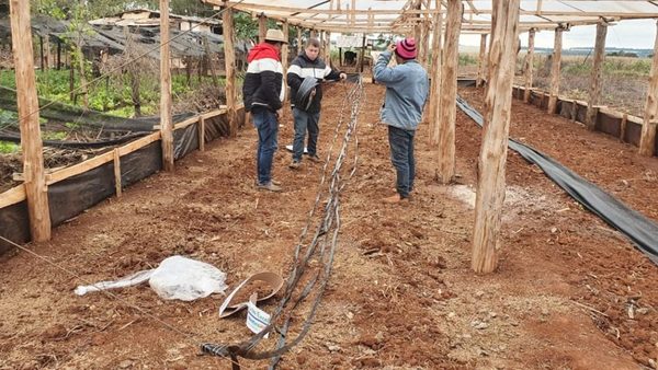 GOBERNACIÓN INVIERTE EN INVERNADEROS, INSUMOS Y DIVERSIFICACIÓN EN ALTO PARANÁ