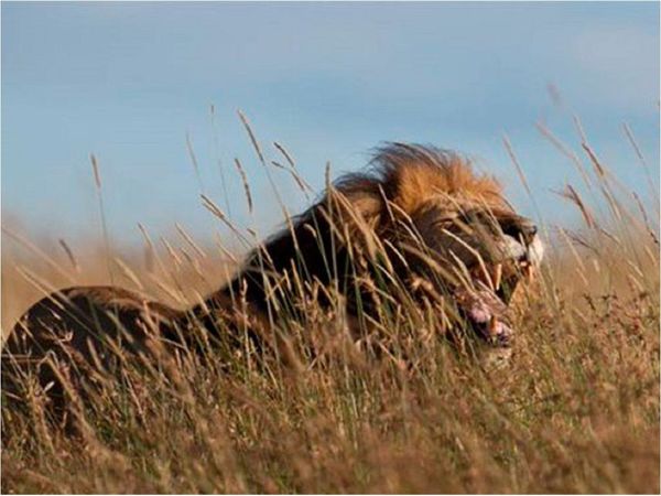 Mueren tres leones en trampas de caza dentro de una reserva keniana