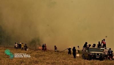 Dirección de Bienestar Animal trabaja para mitigar daños causados a animales por los incendios - El Trueno