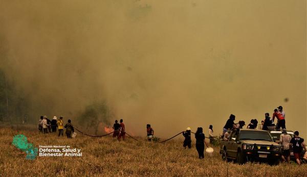 Dirección de Bienestar Animal trabaja para mitigar daños causados a animales por los incendios - El Trueno