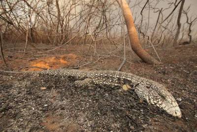 La Dirección de Bienestar Animal trabaja para mitigar los daños causados a los animales por los incendios
