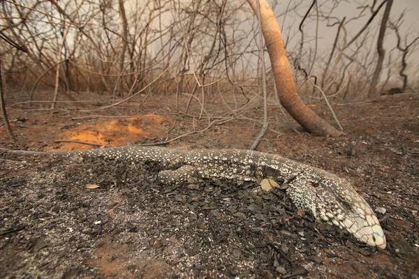 La Dirección de Bienestar Animal trabaja para mitigar los daños causados a los animales por los incendios