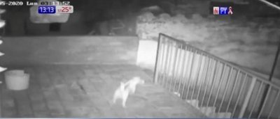 ¡Cuidado perrito bravo! supuesto ladrón sale corriendo | Noticias Paraguay